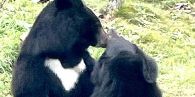 Verlobung im Weißen Zoo: Dimitri und Amira wollen's wagen