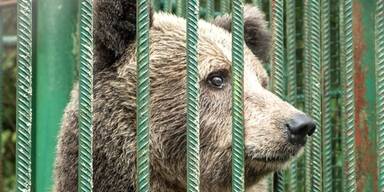 Restaurantbärin Mici kommt nach Rettung nun doch nach Österreich