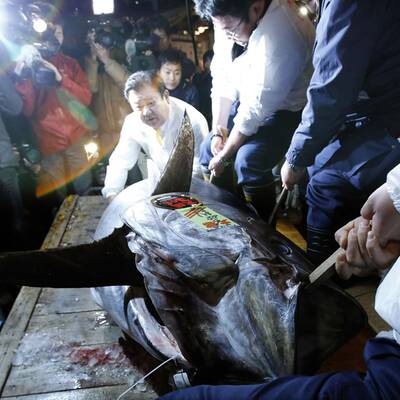 Der Restaurant-Betreiber Kiyoshi Kimura kaufte diesen Thunfisch für 1,3 Millionen Euro