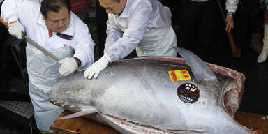 Thunfisch wird für halbe Million zu Sushi