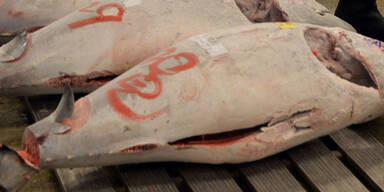 Giftige Tiefk&uuml;hlkost - 1.000 Menschen krank