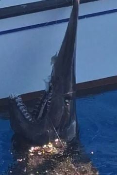 In Urlaubsregion: Fischer fangen seltenen Tiefsee-Hai