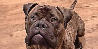 Silvester sorgte f&uuml;r Tier-Trag&ouml;dien