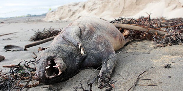 Rätsel um Monster-Tier an US-Küste