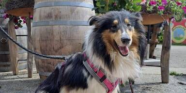 Viele Tiere werden abgegeben.