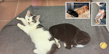 Tiere wie M&uuml;ll entsorgt