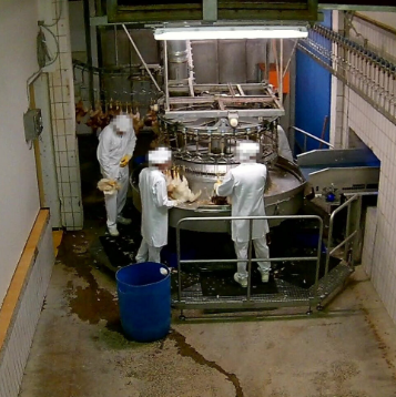 AMA-Skandal: Hühner in Schlachthof zu Tode gequält