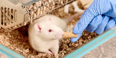 Forschung mit Tieren.