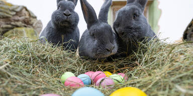 Ostern im Tiergarten Sch&ouml;nbrunn