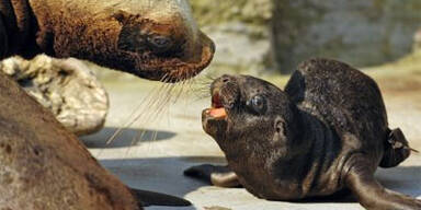 Die Wiener Sehenswürdigkeiten im Besucherranking