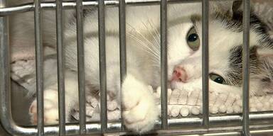 Kein Vergabestopp zu Weihnachten: O&Ouml; setzt auf Beratung