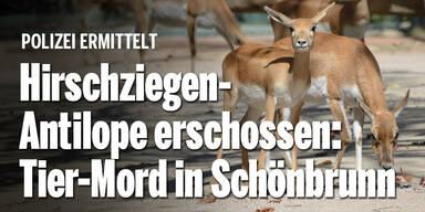 Tier-Mord in Schönbrunn: Hirschziegenantilope erschossen
