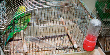 165 V&ouml;gel aus  Restaurant befreit