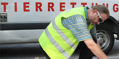 Tierrettung findet 40 verwahrloste Hunde