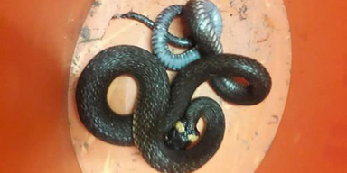 Ehepaar findet Schlange hinter K&uuml;hlschrank