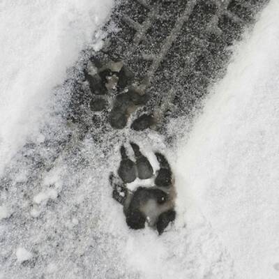 Die ganze Welt lacht über 