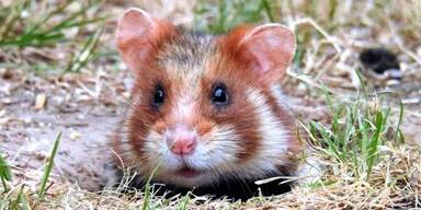 feldhamster
