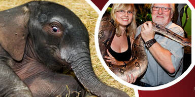 Österreich liebt seine neuen Tier-Stars