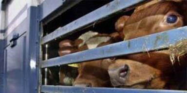 tiertransporter