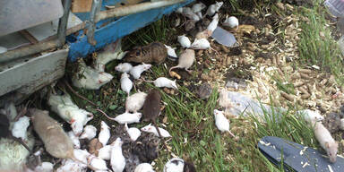 Unfall mit 1.500 Tieren: ungültige Fracht