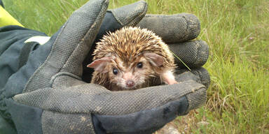 Unfall mit 1.500 Tieren: ungültige Fracht