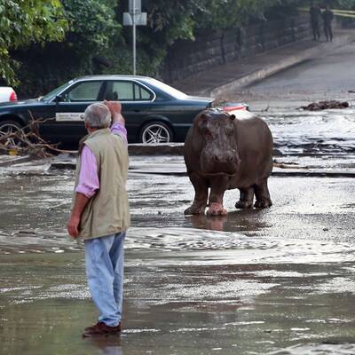 Unwetter: Raubtiere aus Zoo geflohen