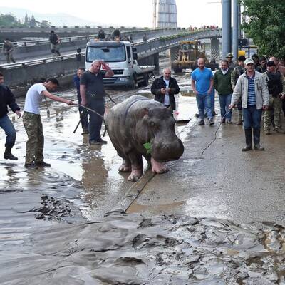 Unwetter: Raubtiere aus Zoo geflohen