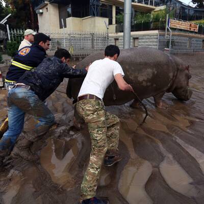 Unwetter: Raubtiere aus Zoo geflohen