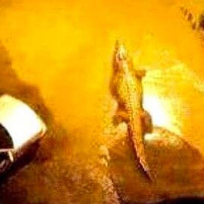 Unwetter: Raubtiere aus Zoo geflohen