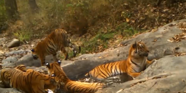 tiger thailand.PNG