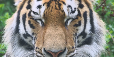 tiger zoo.PNG