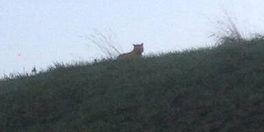 Jagd auf Phantom- Tiger bei Paris 