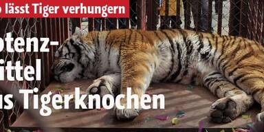 Tigerknochen zu Potenzmittel verarbeitet