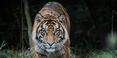 Tiger t&ouml;tete einen Dorfbewohner in Malaysia