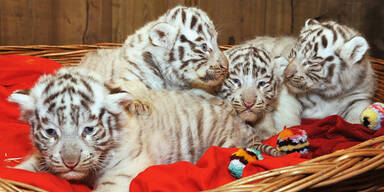 Vier wei&szlig;e Tiger-Babys in N&Ouml;