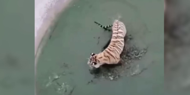 Tiger im Wasser