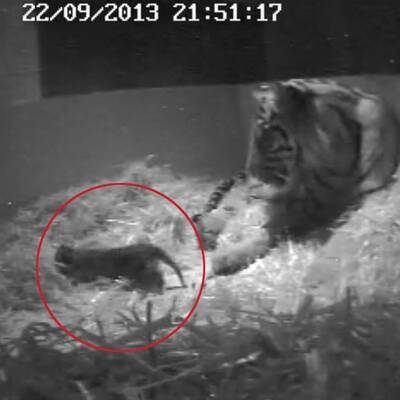 Sumatra-Tiger im Zoo geboren