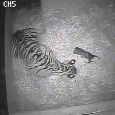 Sumatra-Tiger im Zoo geboren