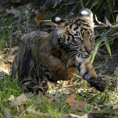 Hier lernt ein Tiger-Baby schwimmen
