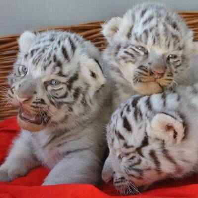 Vier weiße Tiger-Babys in NÖ