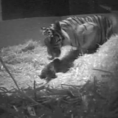 Sumatra-Tiger im Zoo geboren