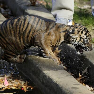 Hier lernt ein Tiger-Baby schwimmen