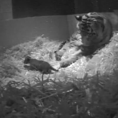 Sumatra-Tiger im Zoo geboren