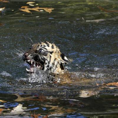 Hier lernt ein Tiger-Baby schwimmen