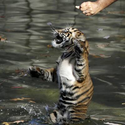 Hier lernt ein Tiger-Baby schwimmen