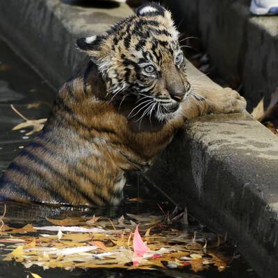 Hier lernt ein Tiger-Baby schwimmen