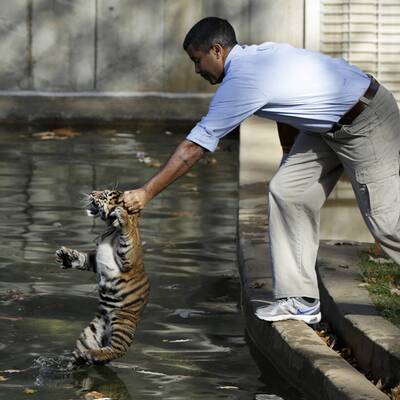 Hier lernt ein Tiger-Baby schwimmen