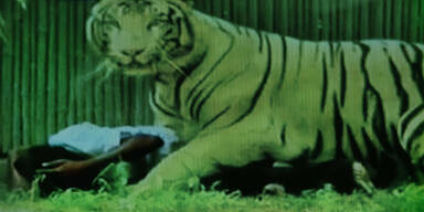 Weißer Tiger zerfleischt Schüler 