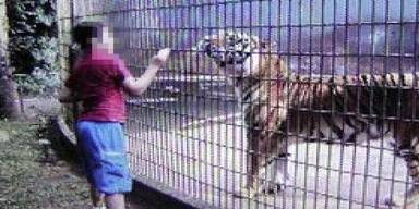 Tiger zerfleischt Arm eines Buben (11)