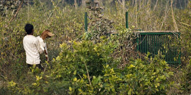 Menschenfresser tötet neuntes Opfer
